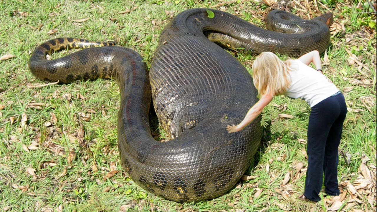 pet full grown green anaconda