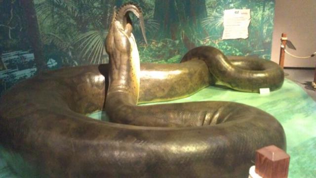 largest anaconda ever length