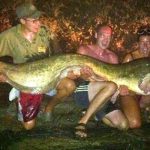 7 Biggest Wels Catfish Ever Caught in the Wild