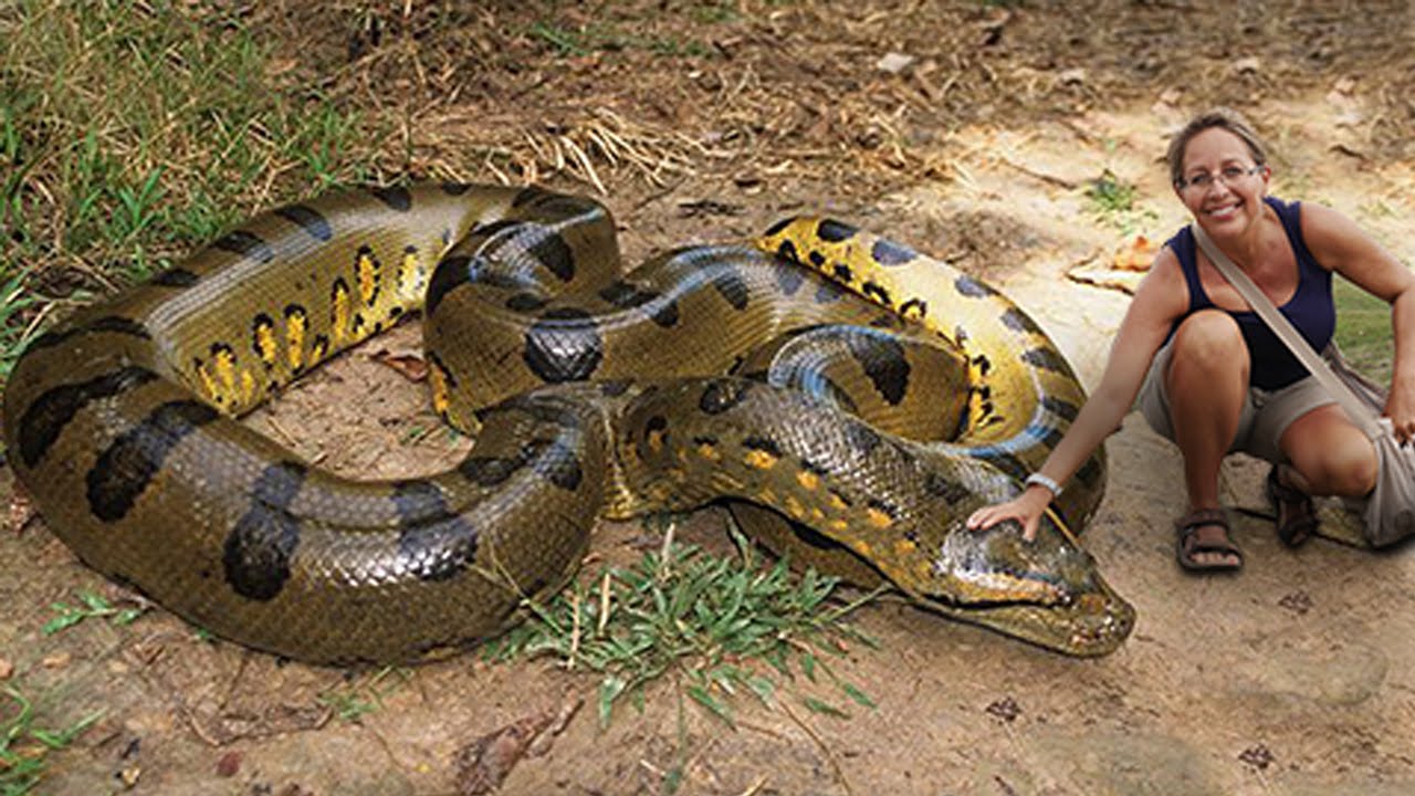 largest anaconda on record
