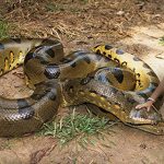 7 Jaw Dropping Facts About the Biggest Anaconda on Record